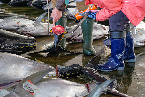 Nachikatsuura, Japan - March 19, 2023: Buyers inspecting tuna at the tuna market auction in Nachikatsuura on the Kii Peninsula, Japan.