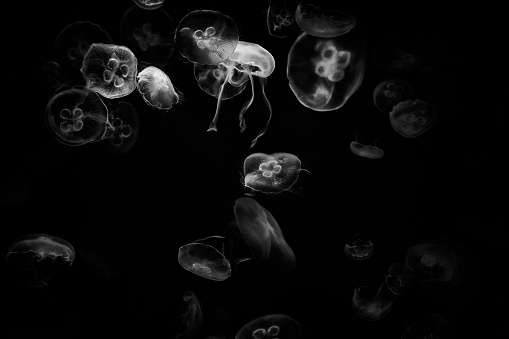 Illuminous Jellyfish with a dark background Vancouver Zoo Vancouver British Columbia Canada