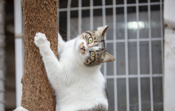 The cat is a domestic species of small carnivorous mammal. It is the only domesticated species in the family Felidae and is commonly referred to as the domestic cat or house cat to distinguish it from the wild members of the family.