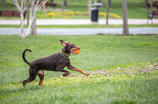 A regal black Doberman dog stands alert with perked ears and a panting smile in a serene outdoor setting.