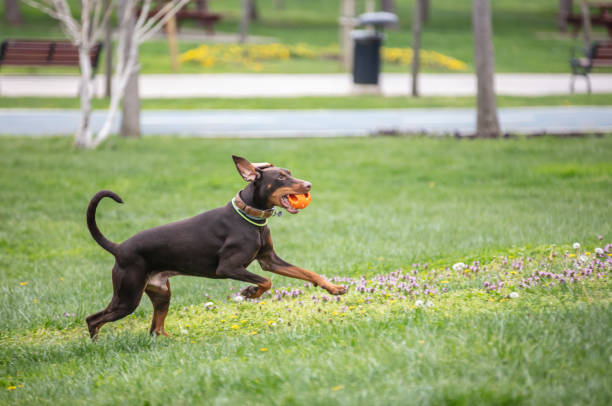 Brown Dobermann is playing on the grass. The Dobermann or Doberman Pinscher in the United States and Canada, is a medium-large breed of domestic dog that was originally developed around 1890 by Louis Dobermann, a tax collector from Germany. berk stock pictures, royalty-free photos & images