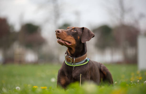 The Doberman Pinscher in the United States and Canada, is a medium-large breed of domestic dog that was originally developed around 1890 by Louis Dobermann, a tax collector from Germany