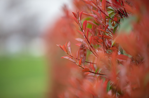 Red maple leaves pinned on tree with number 11 . Nature calendar