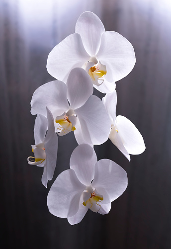 white orchid flowers floating in the air on a dark background