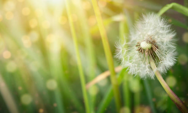istock White dandelion blowball on blurred green background on sunset. 1479944155