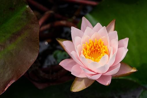 Single Blooming Pink Nymphaea Water lily or Pink Lotus Flower isolated on white background
