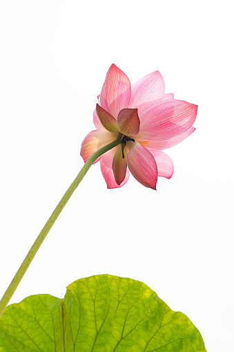 Beautiful coral pink lily flowers with green leaves of Lilium (true lilies) the herbaceous flowering plant growing from bulbs isolated on white background, clipping path included.