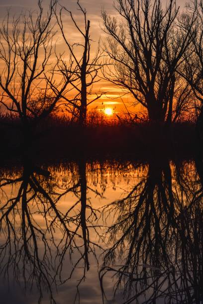 istock Beautiful summer evening landscape. 1479947390