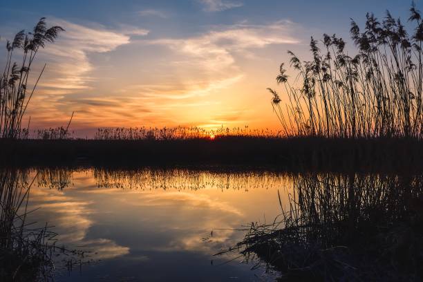 istock Beautiful summer evening landscape. 1479947461