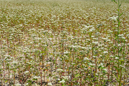 Blooming buckwheat field. Nature background Horizontal banner