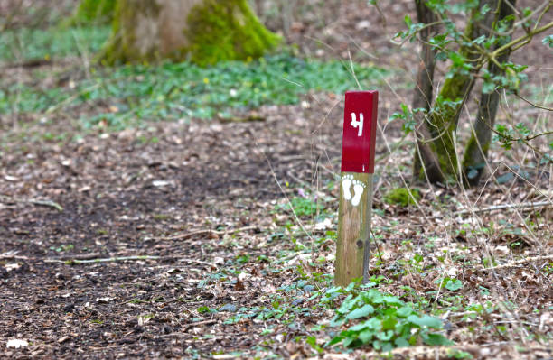 istock Pole in the forest, follow the track 1479948961