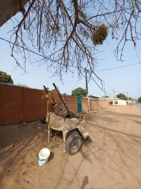 istock Baghal;  cross between a donkey and a horse. 1479952078