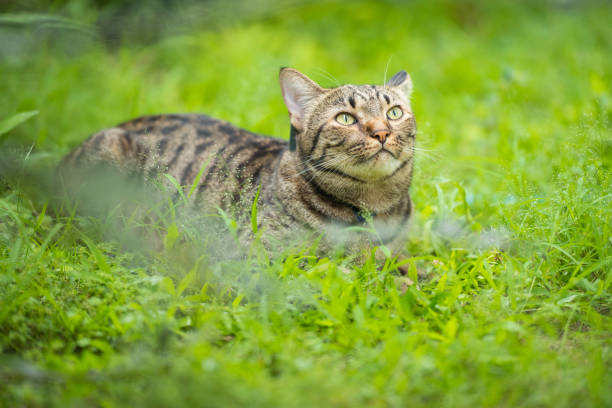 istock Excited tabby cat lying on the grass 1479952305