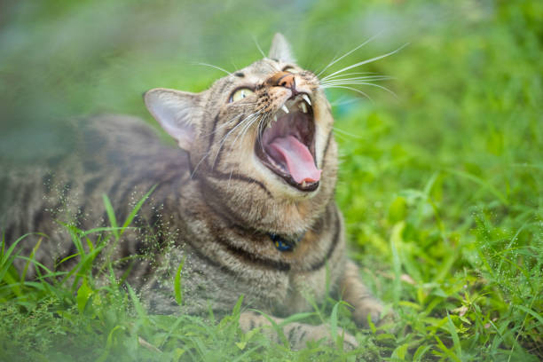 Excited tabby cat lying on the grass