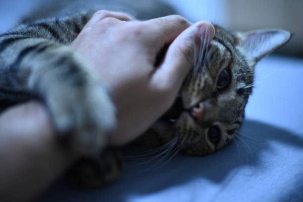 istock Play with your cat with your hands. 1479952361