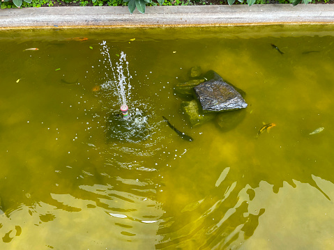 Stock photo showing close-up, elevated view of neglected pond with poor water quality.