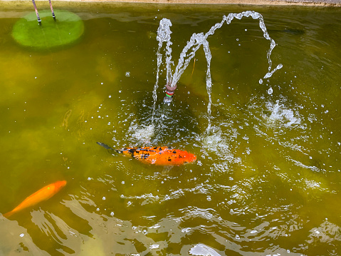 The koi in the water