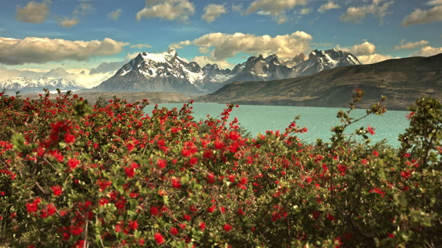 Firebushes in National Park Torres del Paine
