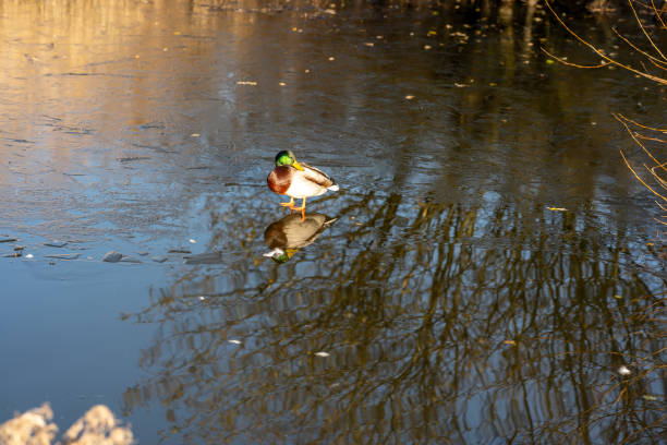 Male mallard duck standing on ice on frozen pond