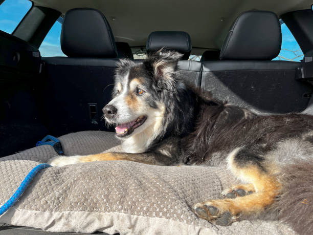 istock Border collie sitting in open trunk of car 1479956019
