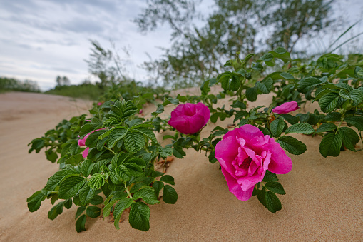 Branch of flowering wild Rosea grows on sand of dunes of Gulf of Finland of Baltic Sea.