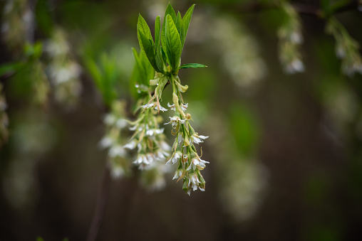 American plum flowers and young leaves closeup