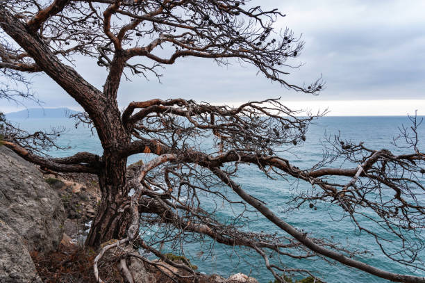 Large dry pine on a rock above the sea
