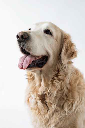 Front view of Golden Retriever in front of white background.