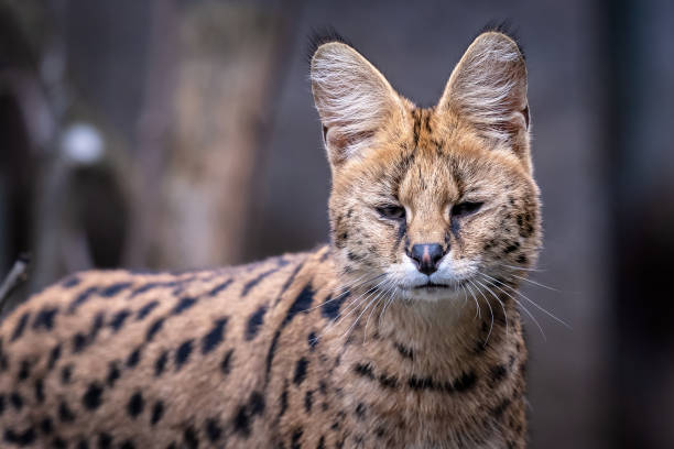istock Portrait of a serval, Leptailurus serval 1479960184