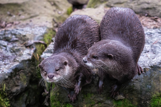 istock Two asian small clawed otters, Aonyx cinereus 1479960188