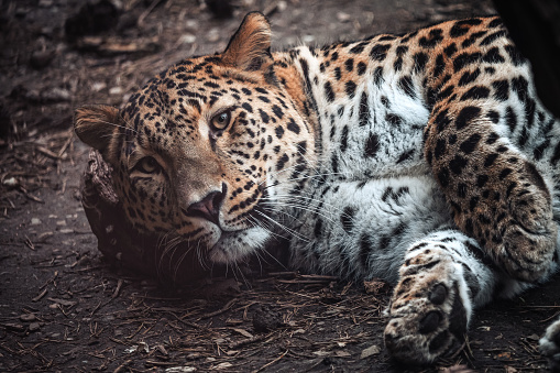 Persian leopard, Panthera pardus saxicolor