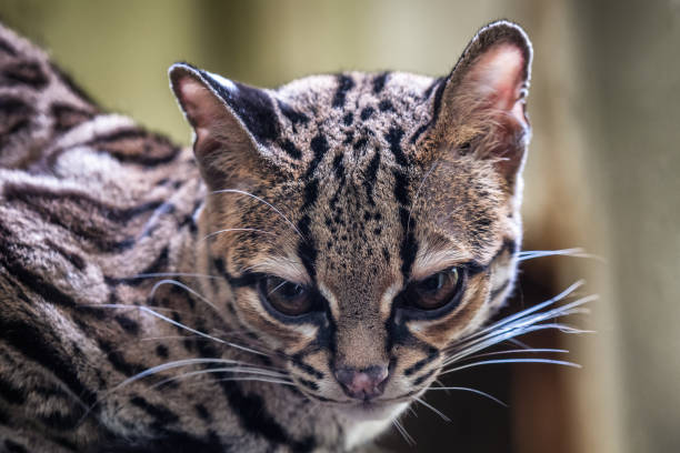 istock Rare South American Margay, Leopardus wiedii 1479960215