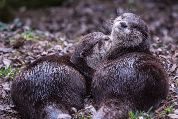 istock Two asian small clawed otters, Aonyx cinereus 1479960218