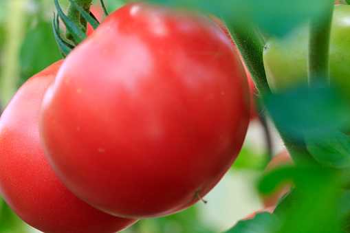 Red tomato