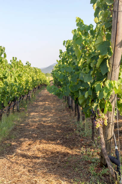 istock The growing grapes in summer sunny day (Thessaly, Greece) 1479964170