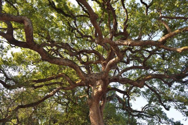 Wenzhou, Zhejiang Province, Jiangxin Islet.\nHere is an ancient camphor tree with a strange shape. It is nearly 1000 years old.