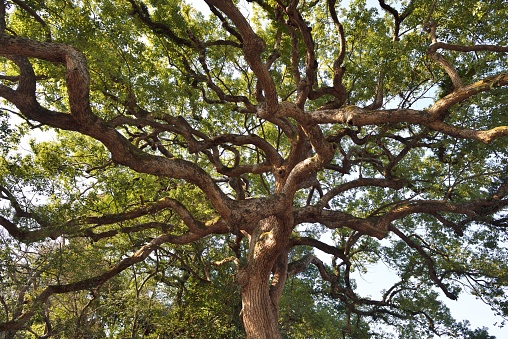 Wenzhou, Zhejiang Province, Jiangxin Islet.
Here is an ancient camphor tree with a strange shape. It is nearly 1000 years old.