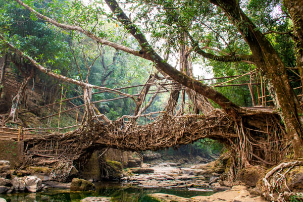 istock Landscape of Living root bridge 1479967800