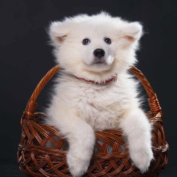 istock Samoyed dog puppy posing in a basket 1479969538