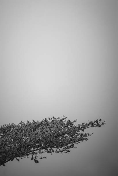 Abstract photo of a tree branch with a blurred background.