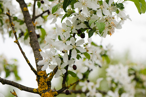 Flower, Blossom, Flower Head, Plant, Single Flower