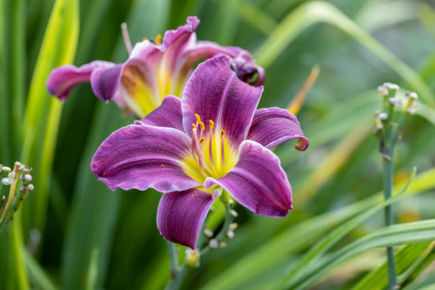 istock Purple and yellow daylily close-up 1479970233