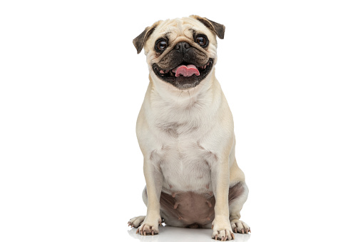 happy pug dog sticking his tongue out at the camera while sitting against white studio background