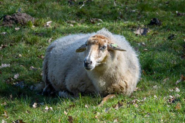 pays-bas: moutons le long de drongelens kanaal waalwijk - drunen photos et images de collection