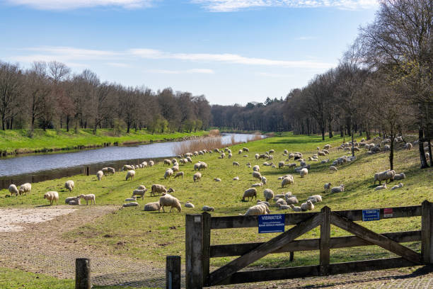 niederlande: schafe entlang der drongelens kanaal waalwijk - drunen stock-fotos und bilder