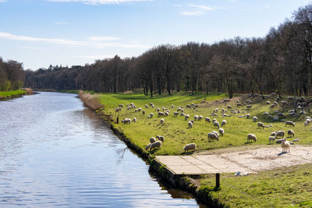 países baixos: ovelhas ao longo de drongelens kanaal waalwijk - drunen - fotografias e filmes do acervo