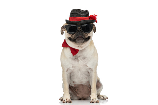 adorable pug dog smiling at the camera while wearing sunglasses with hat and bow tie and sitting against white background