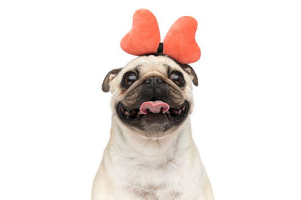 Close-up on a  small pug dog smiling