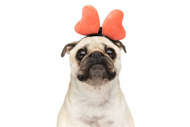 istock Close-up on a beautiful pug dog making big eyes 1479971060