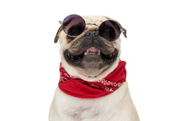 istock close up on a sweet pug dog panting 1479971164